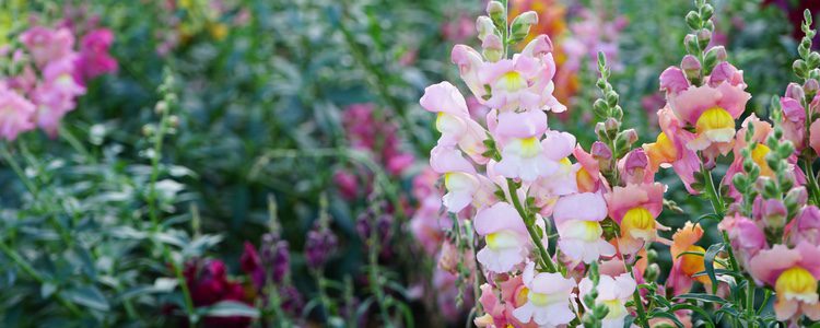 Las flores son un elemento ideal e indispensable para poder atraer la buena suerte en primavera 