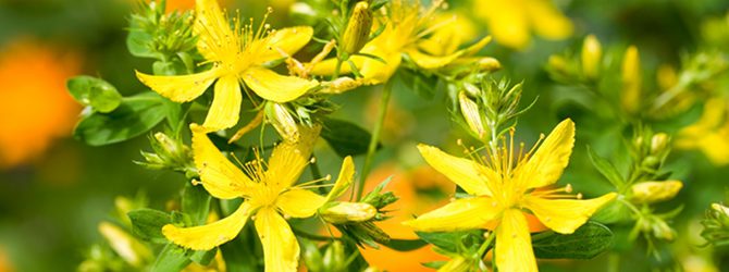 Plantas y flores para rituales mágicos: Salvia, romero, hierba de San Juan y ortiga